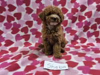 Sheba, a female Poodle - Toy  and Poodle - Miniature  for sale in Hopkinsville, KY – 1 of 2