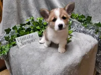 Lincoln, a male Pembroke Welsh Corgi for sale in Hopkinsville, KY – 3 of 4