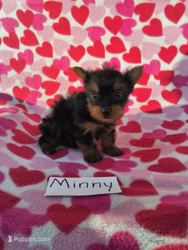 Minny – Yorkshire Terrier puppy for sale in Hopkinsville, KY