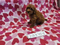 Oakley, a female Poodle - Miniature  for sale in Hopkinsville, KY – 3 of 3