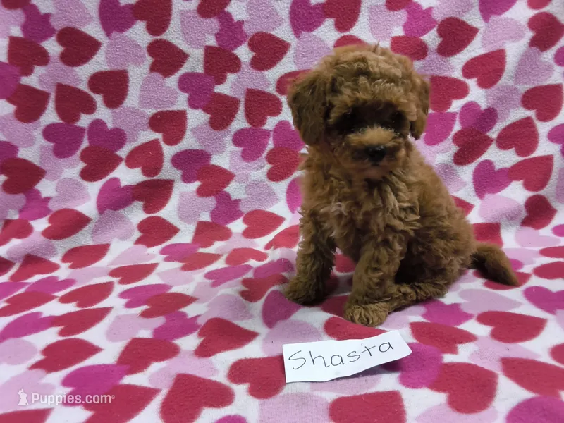 Shasta – Poodle - Toy , Poodle - Miniature  puppy for sale in Hopkinsville, KY