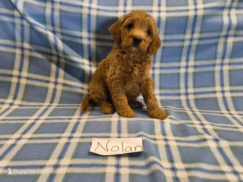 Nolan – Cavapoo puppy for sale in Hopkinsville, KY