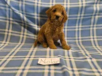 Nolan, a male Cavapoo for sale in Hopkinsville, KY – 1 of 1