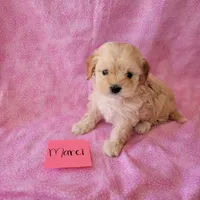 MARCI, a female Cavapoo and Shih Tzu for sale in Hopkinsville, KY – Photo 2 of 4