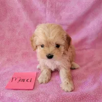 MARCI, a female Cavapoo and Shih Tzu for sale in Hopkinsville, KY – Photo 3 of 4