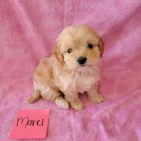MARCI, a female Cavapoo and Shih Tzu for sale in Hopkinsville, KY – Photo 1 of 4