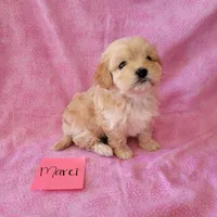 MARCI, a female Cavapoo and Shih Tzu for sale in Hopkinsville, KY – Photo 4 of 4
