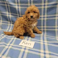 Ken, a male Cockapoo for sale in Hopkinsville, KY – Photo 2 of 4