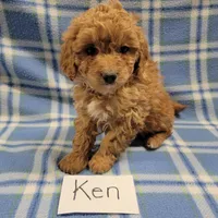 Ken, a male Cockapoo for sale in Hopkinsville, KY – Photo 3 of 4