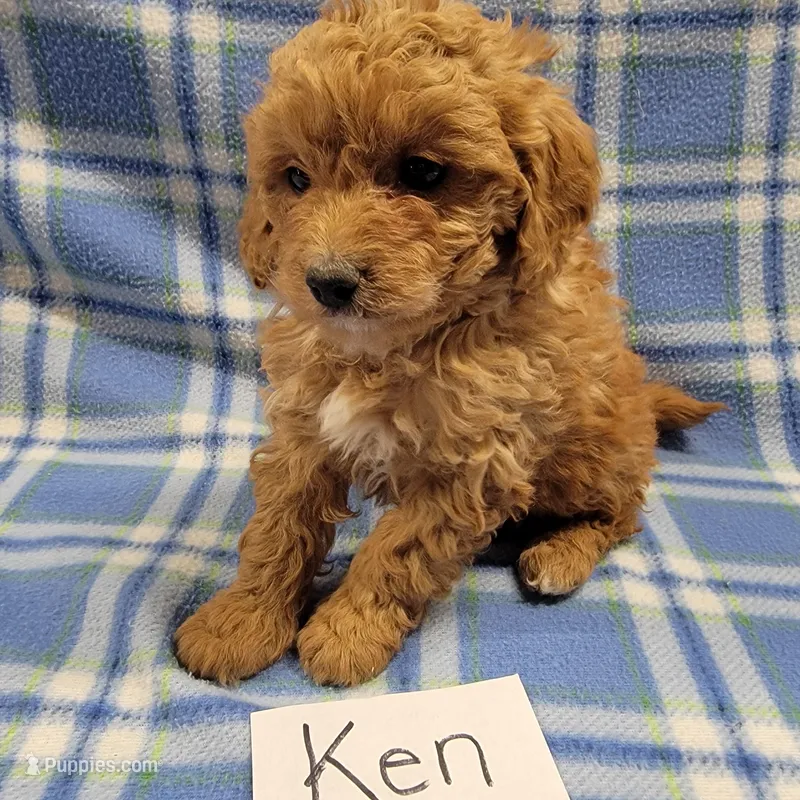 Ken