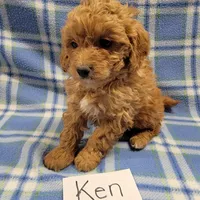 Ken, a male Cockapoo for sale in Hopkinsville, KY – Photo 1 of 4