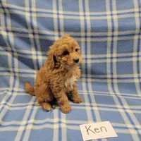 Ken, a male Cockapoo for sale in Hopkinsville, KY – Photo 4 of 4