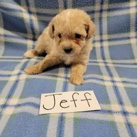 Jeff, a male Bichpoo for sale in Hopkinsville, KY – Photo 2 of 4