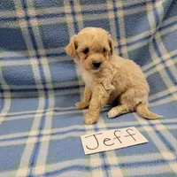 Jeff, a male Bichpoo for sale in Hopkinsville, KY – Photo 3 of 4