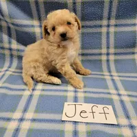 Jeff, a male Bichpoo for sale in Hopkinsville, KY – Photo 4 of 4