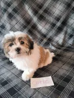 Cutie, a female Bichon Frise and Shih Tzu for sale in Hopkinsville, KY – Photo 2 of 4