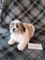 Cutie, a female Bichon Frise and Shih Tzu for sale in Hopkinsville, KY – Photo 4 of 4