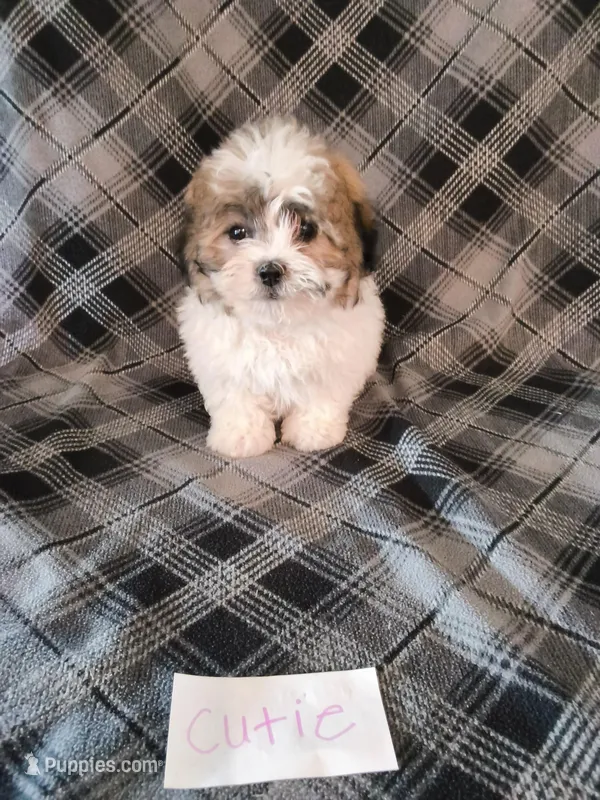 Cutie – Bichon Frise, Shih Tzu puppy for sale in Hopkinsville, KY