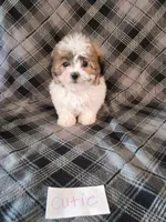 Cutie, a female Bichon Frise and Shih Tzu for sale in Hopkinsville, KY – Photo 1 of 4