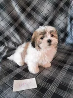 Cutie, a female Bichon Frise and Shih Tzu for sale in Hopkinsville, KY – Photo 3 of 4