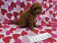 Olivia, a female Poodle - Miniature  for sale in Hopkinsville, KY – 3 of 3