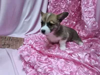 Helena, a female Pembroke Welsh Corgi for sale in Hopkinsville, KY – 5 of 5