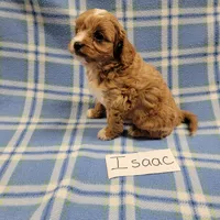 Isaac, a male Cavapoo for sale in Hopkinsville, KY – Photo 3 of 4