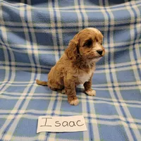 Isaac, a male Cavapoo for sale in Hopkinsville, KY – Photo 4 of 4
