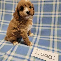 Isaac, a male Cavapoo for sale in Hopkinsville, KY – Photo 1 of 4