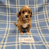 Isaac, a male Cavapoo for sale in Hopkinsville, KY – Photo 2 of 4