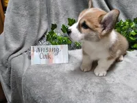 Lansing, a male Pembroke Welsh Corgi for sale in Hopkinsville, KY – 2 of 5