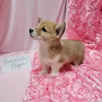 Honolulu, a female Pembroke Welsh Corgi for sale in Hopkinsville, KY – 3 of 4
