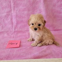 MACY, a female Cavapoo and Shih Tzu for sale in Hopkinsville, KY – Photo 3 of 4