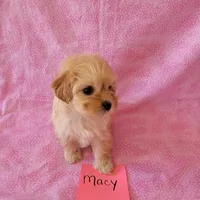 MACY, a female Cavapoo and Shih Tzu for sale in Hopkinsville, KY – Photo 2 of 4
