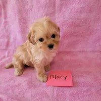 MACY, a female Cavapoo and Shih Tzu for sale in Hopkinsville, KY – Photo 1 of 4