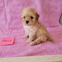 MACY, a female Cavapoo and Shih Tzu for sale in Hopkinsville, KY – Photo 4 of 4