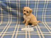 Rascal, a male Maltipoo for sale in Hopkinsville, KY – 2 of 3