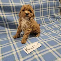 Kurtis, a male Cockapoo for sale in Hopkinsville, KY – Photo 2 of 4