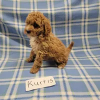 Kurtis, a male Cockapoo for sale in Hopkinsville, KY – Photo 1 of 4