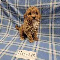 Kurtis, a male Cockapoo for sale in Hopkinsville, KY – Photo 3 of 4