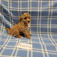 Kurtis, a male Cockapoo for sale in Hopkinsville, KY – Photo 4 of 4