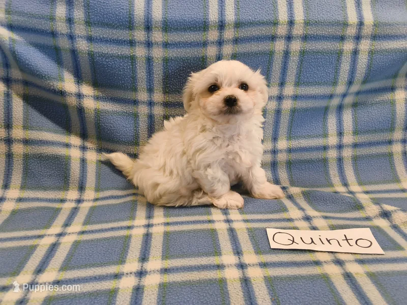 Quinto, a male Maltese for sale in Hopkinsville, KY – 1 of 3