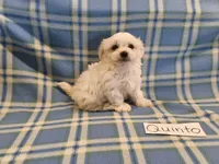 Quinto, a male Maltese for sale in Hopkinsville, KY – 1 of 3