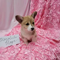 Honolulu, a female Pembroke Welsh Corgi for sale in Hopkinsville, KY – 4 of 4