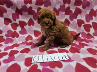 Olivia, a female Poodle - Miniature  for sale in Hopkinsville, KY – 2 of 3