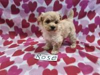 Rose, a female Maltipoo for sale in Hopkinsville, KY – 2 of 3