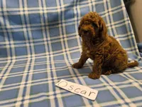 Oscar, a male Poodle - Miniature  for sale in Hopkinsville, KY – 3 of 3