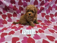 Polly, a female Maltipoo for sale in Hopkinsville, KY – 4 of 4
