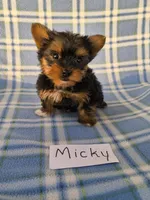Mickey, a male Yorkshire Terrier for sale in Hopkinsville, KY – 1 of 1