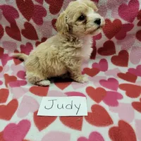 Judy, a female Bichpoo for sale in Hopkinsville, KY – Photo 4 of 4